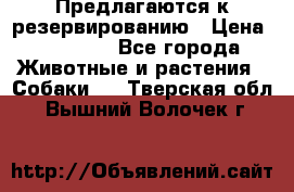 Предлагаются к резервированию › Цена ­ 16 000 - Все города Животные и растения » Собаки   . Тверская обл.,Вышний Волочек г.
